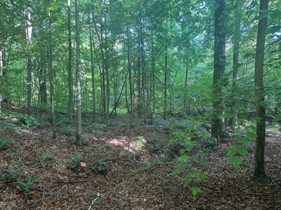 Hunting Heaven: 80-Acre Sportsman's Paradise awaits! - image 45