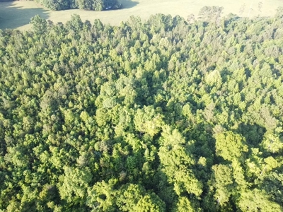 Hunting Heaven: 80-Acre Sportsman's Paradise awaits! - image 4