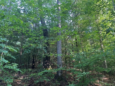 Hunting Heaven: 80-Acre Sportsman's Paradise awaits! - image 41