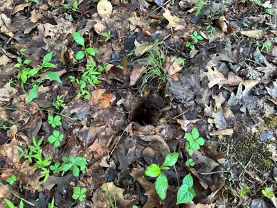 Hunting Heaven: 80-Acre Sportsman's Paradise awaits! - image 11