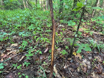 Hunting Heaven: 80-Acre Sportsman's Paradise awaits! - image 24