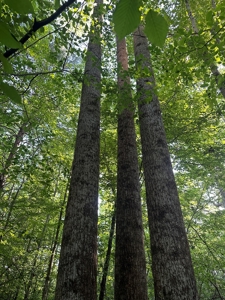 Hunting Heaven: 80-Acre Sportsman's Paradise awaits! - image 22