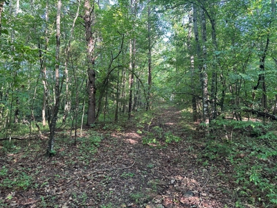 Hunting Heaven: 80-Acre Sportsman's Paradise awaits! - image 28