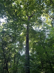 Hunting Heaven: 80-Acre Sportsman's Paradise awaits! - image 31