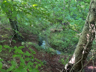 Hunting Heaven: 80-Acre Sportsman's Paradise awaits! - image 39