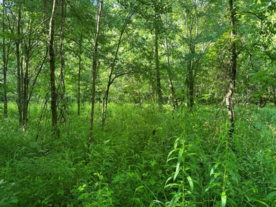 Hunting Heaven: 80-Acre Sportsman's Paradise awaits! - image 42