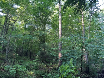 Hunting Heaven: 80-Acre Sportsman's Paradise awaits! - image 18