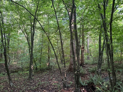 Hunting Heaven: 80-Acre Sportsman's Paradise awaits! - image 34