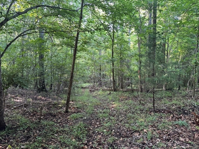 Hunting Heaven: 80-Acre Sportsman's Paradise awaits! - image 12