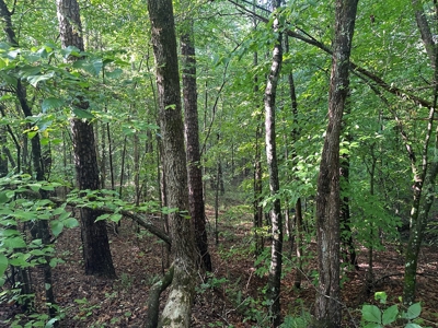 Hunting Heaven: 80-Acre Sportsman's Paradise awaits! - image 33