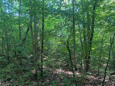 Hunting Heaven: 80-Acre Sportsman's Paradise awaits! - image 47