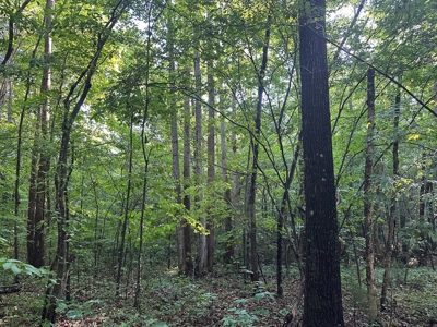 Hunting Heaven: 80-Acre Sportsman's Paradise awaits! - image 30