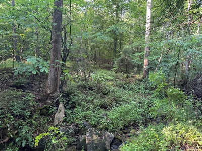 Hunting Heaven: 80-Acre Sportsman's Paradise awaits! - image 16