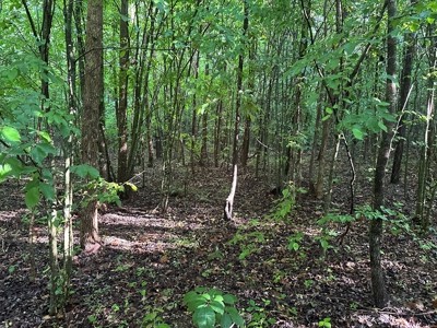 Hunting Heaven: 80-Acre Sportsman's Paradise awaits! - image 32
