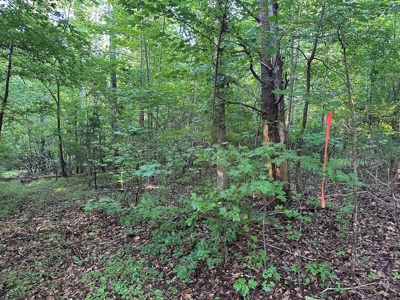 Hunting Heaven: 80-Acre Sportsman's Paradise awaits! - image 14