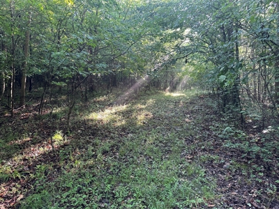 Hunting Heaven: 80-Acre Sportsman's Paradise awaits! - image 35