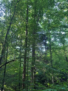 Hunting Heaven: 80-Acre Sportsman's Paradise awaits! - image 19