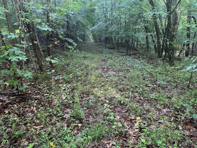 Hunting Heaven: 80-Acre Sportsman's Paradise awaits! - image 38
