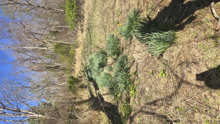 Land for Sale in Pilot Virginia