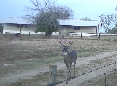 Cattle Ranch on the Lampasas River in Evant, Texas, - image 15