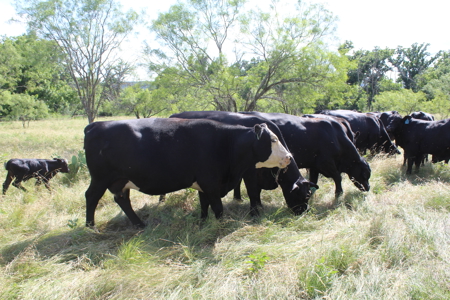 Cattle Ranch on the Lampasas River in Evant, Texas, - image 38