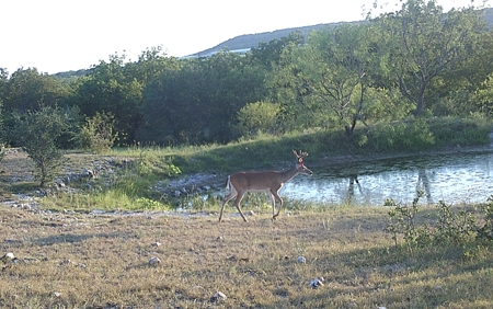 Cattle Ranch on the Lampasas River in Evant, Texas, - image 16