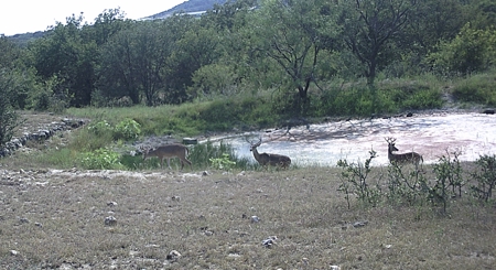 Cattle Ranch on the Lampasas River in Evant, Texas, - image 18