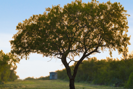 South Texas Turnkey Hunting Ranch For Sale - image 19