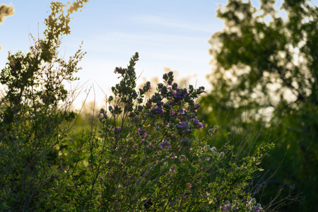 South Texas Turnkey Hunting Ranch For Sale - image 3