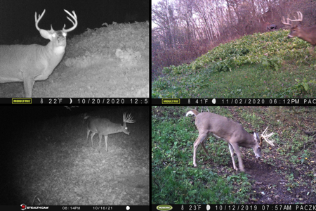 Scenic Country Home & Trophy Whitetail Retreat Near Wildcat Mount - image 31