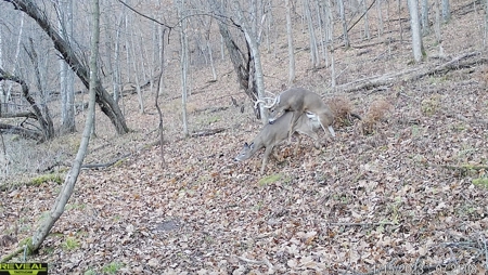 Scenic Country Home & Trophy Whitetail Retreat Near Wildcat Mount - image 45