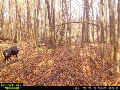 Scenic Country Home & Trophy Whitetail Retreat Near Wildcat Mount - image 43