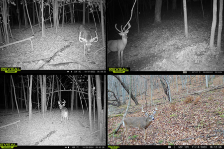 Scenic Country Home & Trophy Whitetail Retreat Near Wildcat Mount - image 30