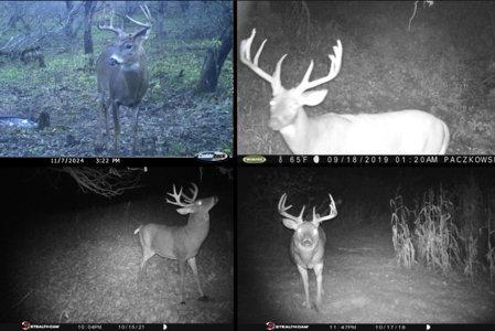 Scenic Country Home & Trophy Whitetail Retreat Near Wildcat Mount - image 32