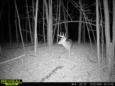 Scenic Country Home & Trophy Whitetail Retreat Near Wildcat Mount - image 44