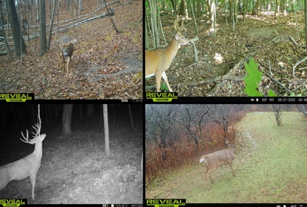 Scenic Country Home & Trophy Whitetail Retreat Near Wildcat Mount - image 29