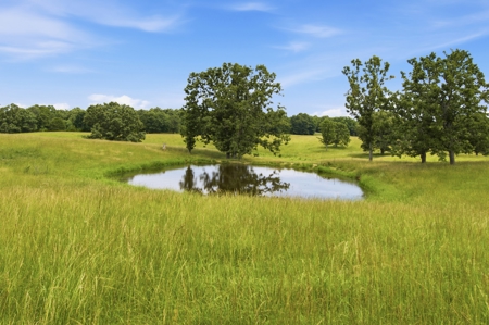 Spectacular 202 Acre Cattle and Horse Farm w/ Custom Rustic Home - image 8
