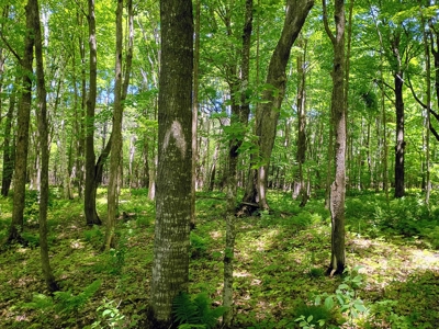 40 ± Acres of Hardwood Timber & Whitetail Hunting in Wisconsin - image 10