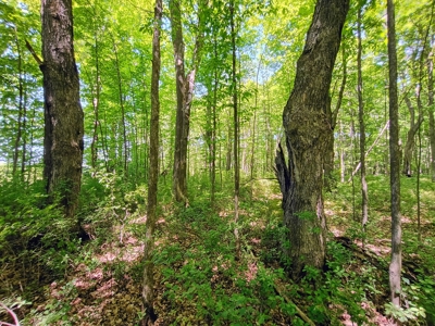 40 ± Acres of Hardwood Timber & Whitetail Hunting in Wisconsin - image 4