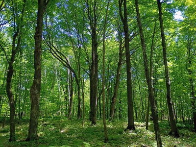 40 ± Acres of Hardwood Timber & Whitetail Hunting in Wisconsin - image 6