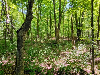 40 ± Acres of Hardwood Timber & Whitetail Hunting in Wisconsin - image 3