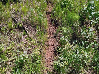 40 ± Acres of Hardwood Timber & Whitetail Hunting in Wisconsin - image 14