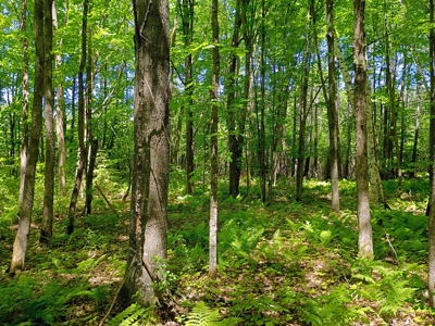 40 ± Acres of Hardwood Timber & Whitetail Hunting in Wisconsin - image 7