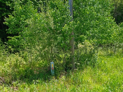 40 ± Acres of Hardwood Timber & Whitetail Hunting in Wisconsin - image 8