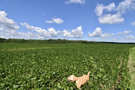 92 Acres for Sale in Crofton, Ky | Tillable Farm, Hunting Propert - image 4