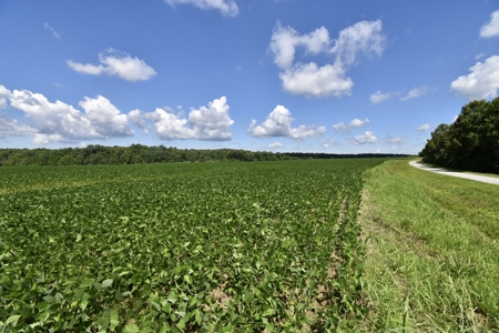 92 Acres for Sale in Crofton, Ky | Tillable Farm, Hunting Propert - image 5