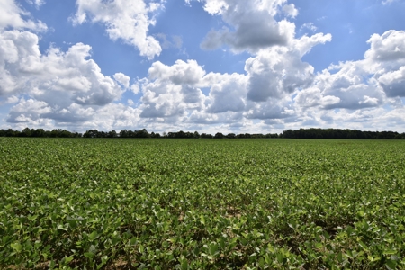 92 Acres for Sale in Crofton, Ky | Tillable Farm, Hunting Propert - image 15