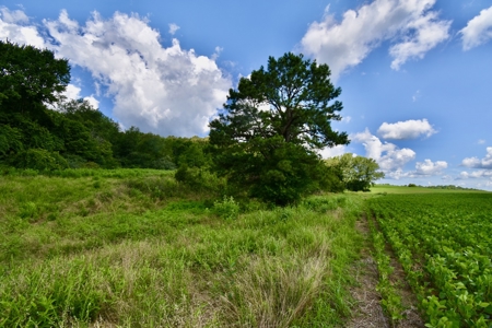 92 Acres for Sale in Crofton, Ky | Tillable Farm, Hunting Propert - image 11