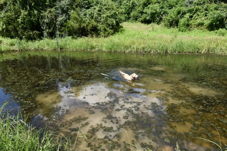 92 Acres for Sale in Crofton, Ky | Tillable Farm, Hunting Propert - image 19
