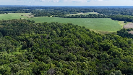 92 Acres for Sale in Crofton, Ky | Tillable Farm, Hunting Propert - image 16